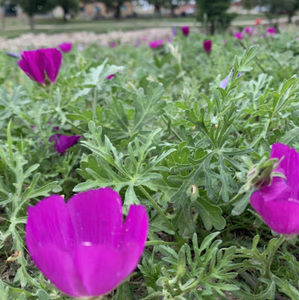 Meet your Posher, Monica